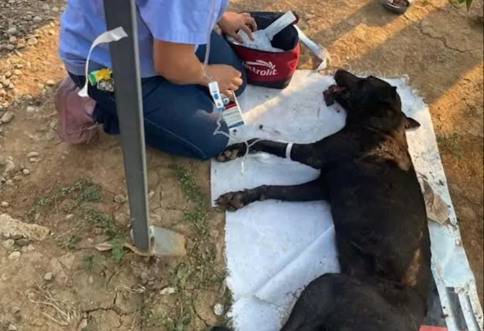 Atacan con ácido al perrito ‘Capuchino’; le destrozan su lengua y muere