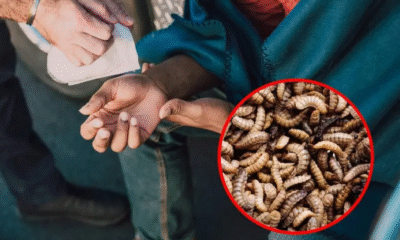 Aumentan a 41 los casos de miasis humana por el gusano barrenador