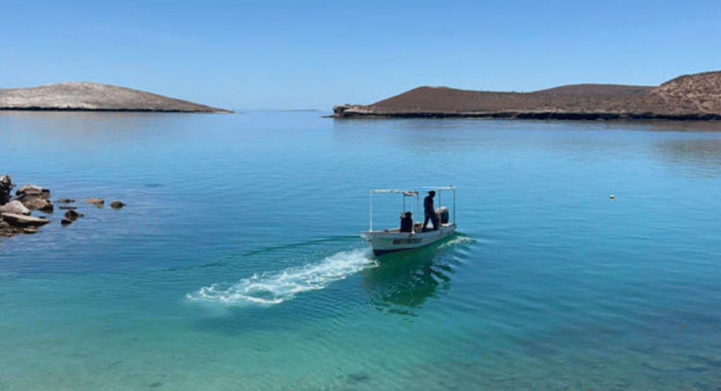 Demandan a gobierno Trump por poner en peligro a ballenas y tortugas del Golfo de México