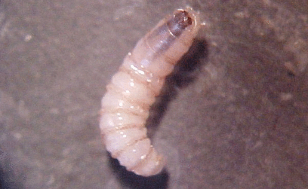 Detectan dos nuevos casos de miasis humana por gusano barrenador en Chiapas