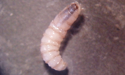 Detectan dos nuevos casos de miasis humana por gusano barrenador en Chiapas