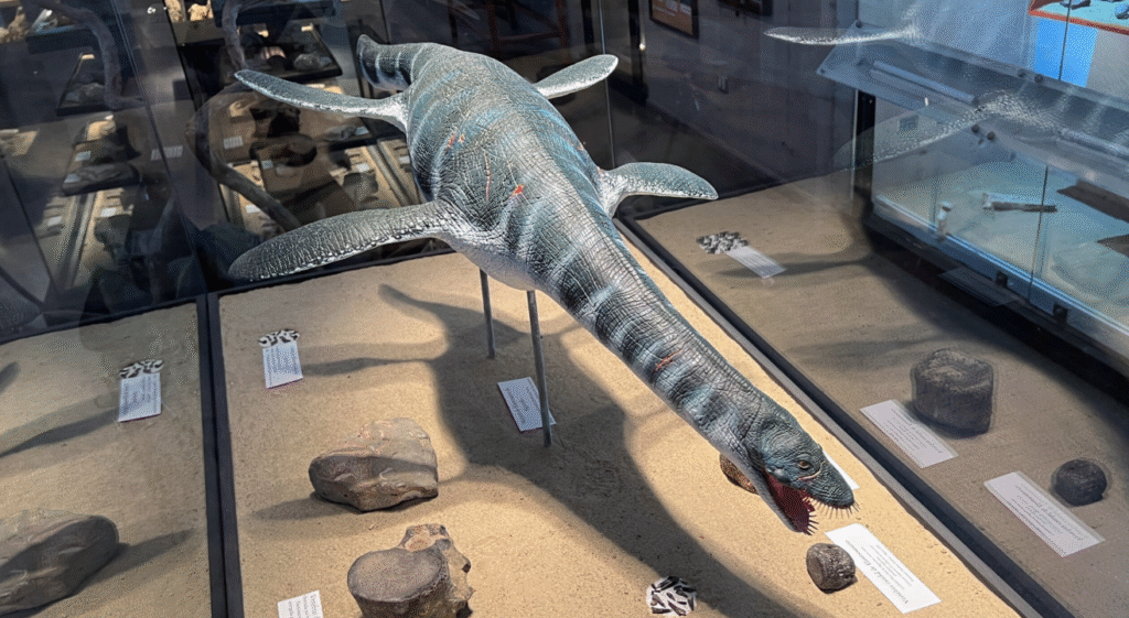 Misteriosos fósiles de un reptil marino hallados en 1988 corresponden a una nueva especie