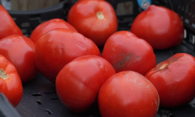 Retiran cajas de tomates en tiendas de 11 estados, se contaminaron con salmonela