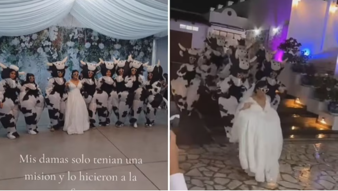 Damas de honor se disfrazan de vacas y se vuelven virales al robar protagonismo a la novia