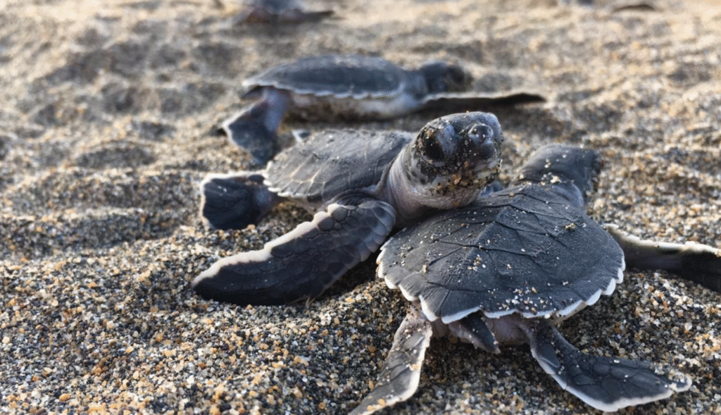 Limpian playa de anidación de tortugas en Veracruz