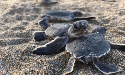 Limpian playa de anidación de tortugas en Veracruz