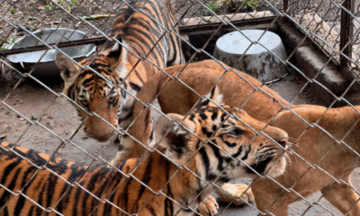 Profepa asegura a más de 70 animales silvestres por denuncia de maltrato en UMA de Veracruz