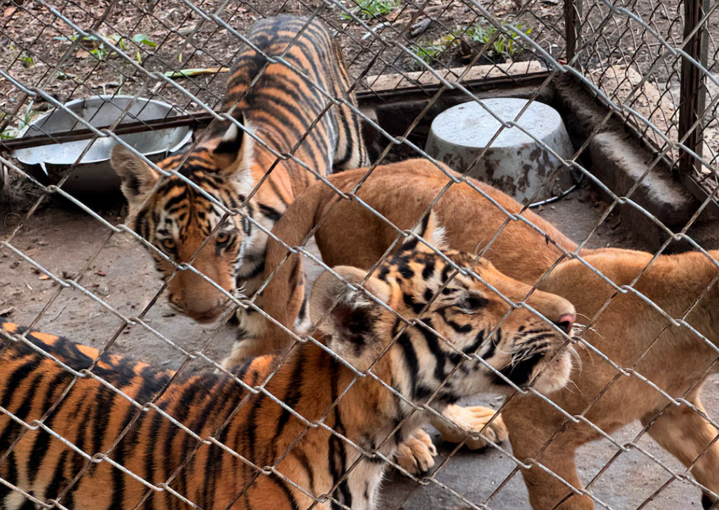 Profepa asegura a más de 70 animales silvestres por denuncia de maltrato en UMA de Veracruz