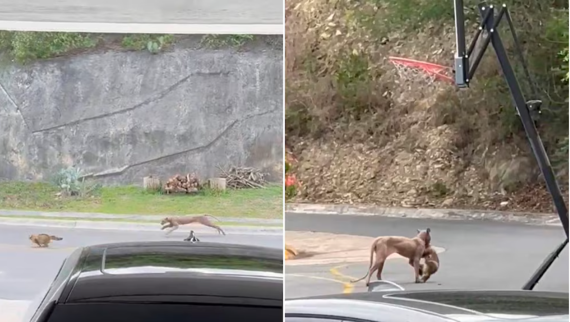 Puma ataca gato doméstico en Monterrey; vecinos alarmados