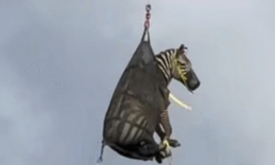 Una cebra mascota fugitiva es capturada en Tennessee