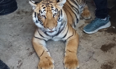 Frontera Norte Incautan desde metanfetamina hasta un tigre de Bengala