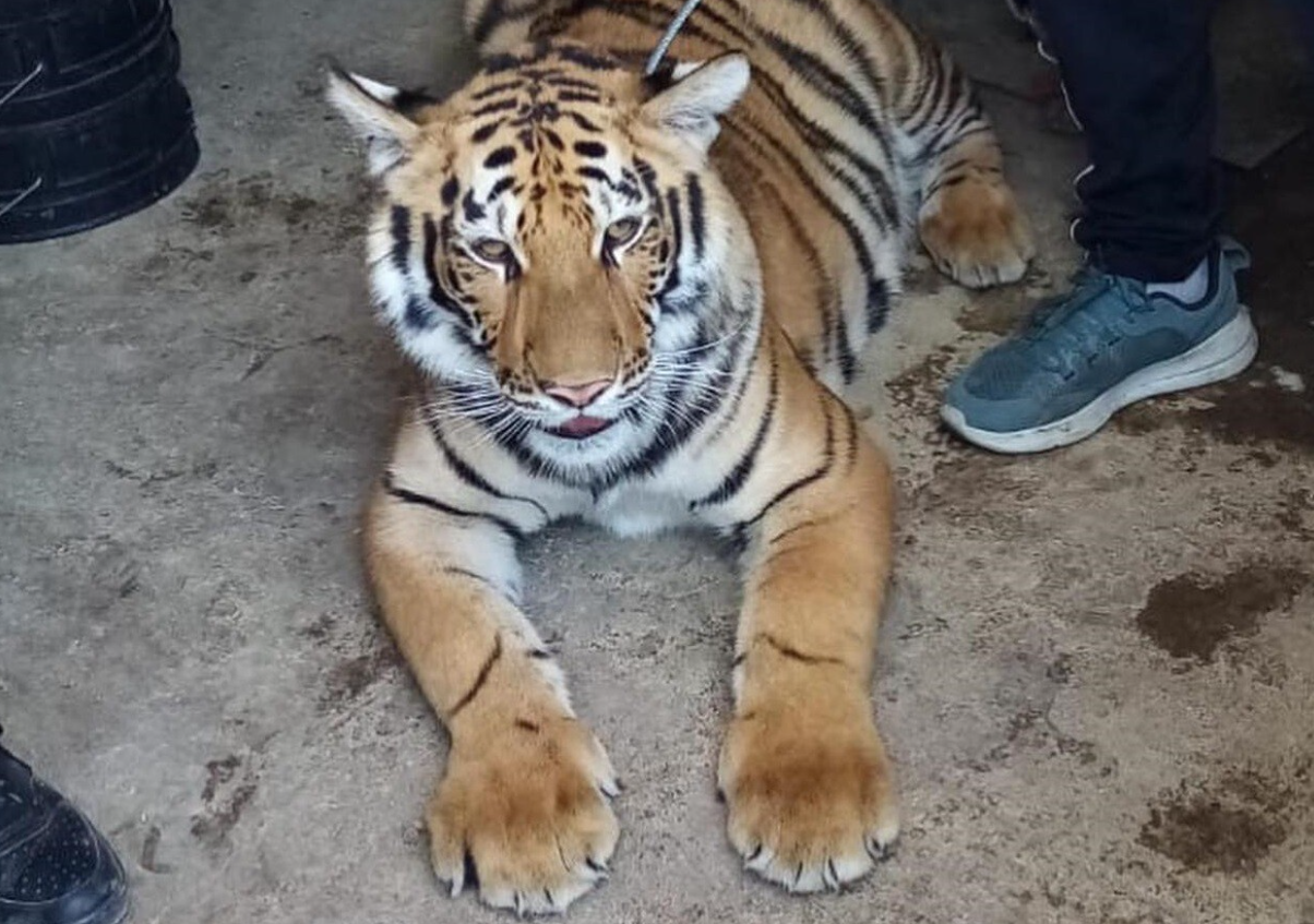 Frontera Norte Incautan desde metanfetamina hasta un tigre de Bengala