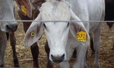 Alerta por brote de miasis en el sur de México: 31 casos confirmados