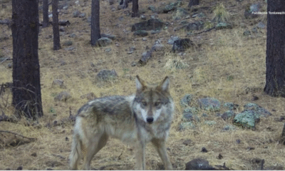 Chihuahua registra el primer lobo mexicano nacido en libertad