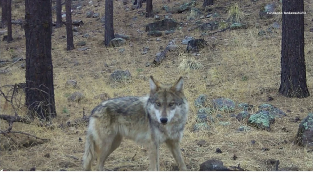 Chihuahua registra el primer lobo mexicano nacido en libertad