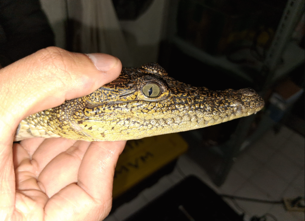 Profepa reubica 99 cocodrilos en Veracruz, Tamaulipas y Edomex