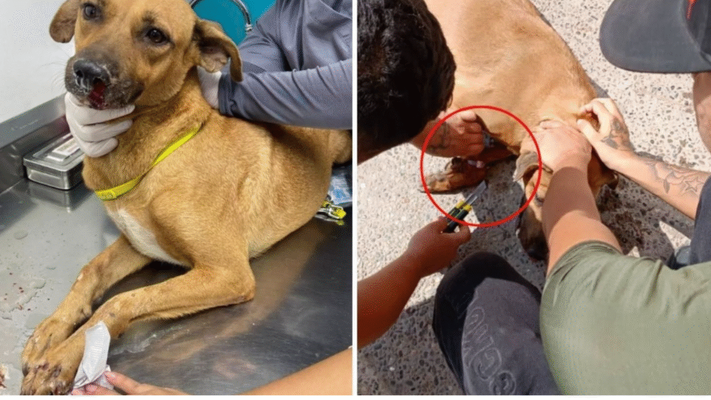 Amarran con cinchos el hocico y patas de perrita embarazada, presunto responsable habla al respecto