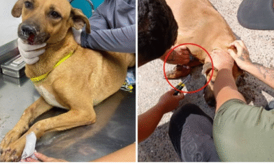 Amarran con cinchos el hocico y patas de perrita embarazada, presunto responsable habla al respecto