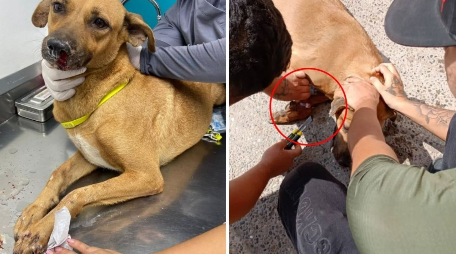 Amarran con cinchos el hocico y patas de perrita embarazada, presunto responsable habla al respecto