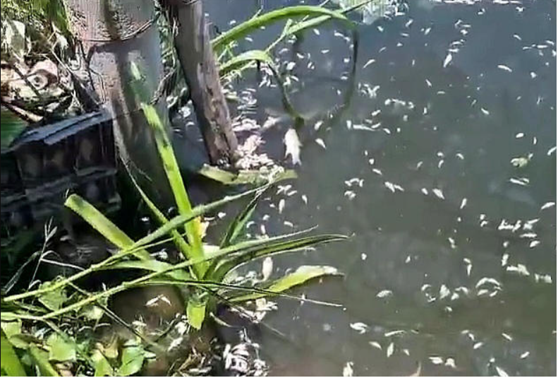 Calor extremo y oxígeno reducido causan mortandad de peces en laguna de Acapulco