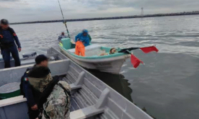 Decomisan AGRICULTURA y MARINA más de 4 mil toneladas de producto pesquero ilegal en seis meses