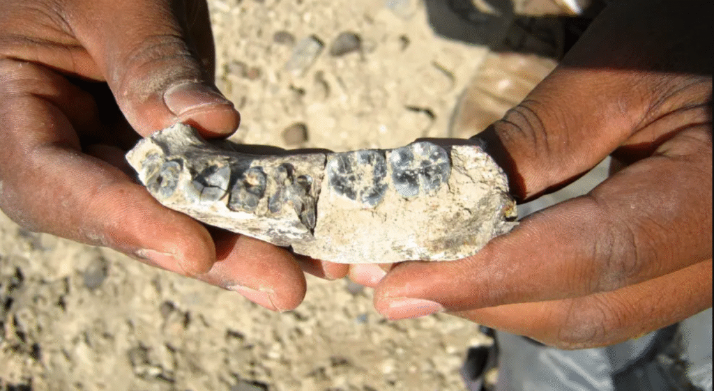Encuentran en Etiopía dientes de un ancestro humano nunca antes visto