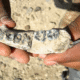 Encuentran en Etiopía dientes de un ancestro humano nunca antes visto