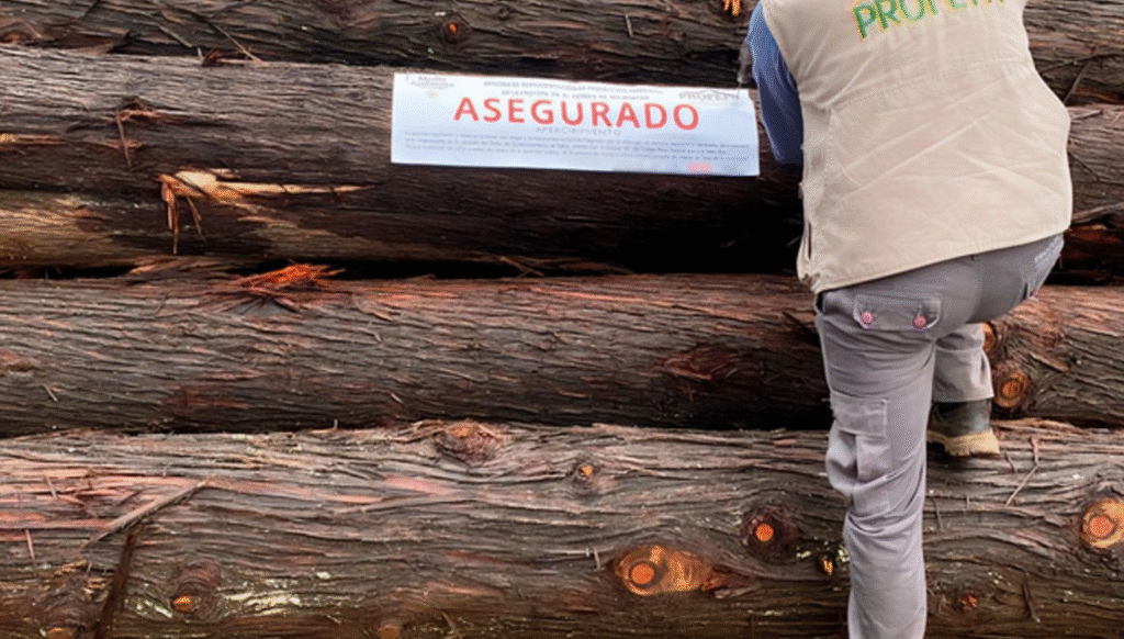 Profepa asegura tala ilegal en Reserva de la Mariposa Monarca