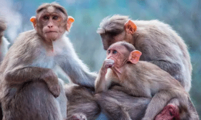 Monos secuestran a bebé en India y lo arrojan a un bidón de agua