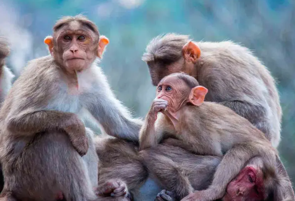 Monos secuestran a bebé en India y lo arrojan a un bidón de agua
