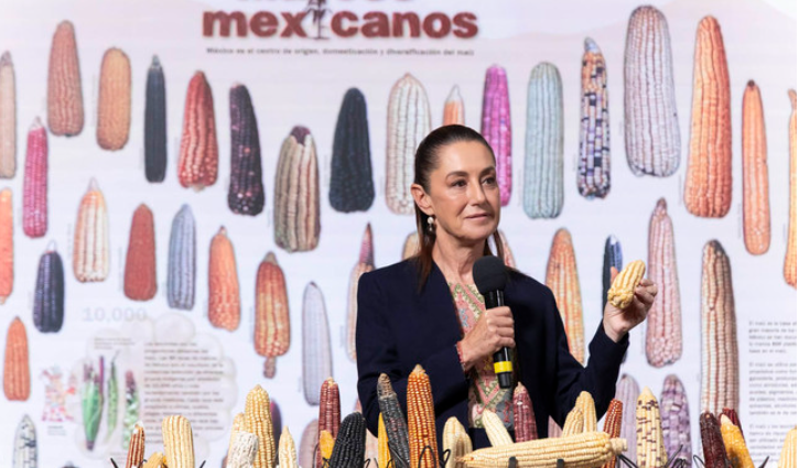Sheinbaum anuncia programa “Sin maíz no hay país” para producir con bienestar