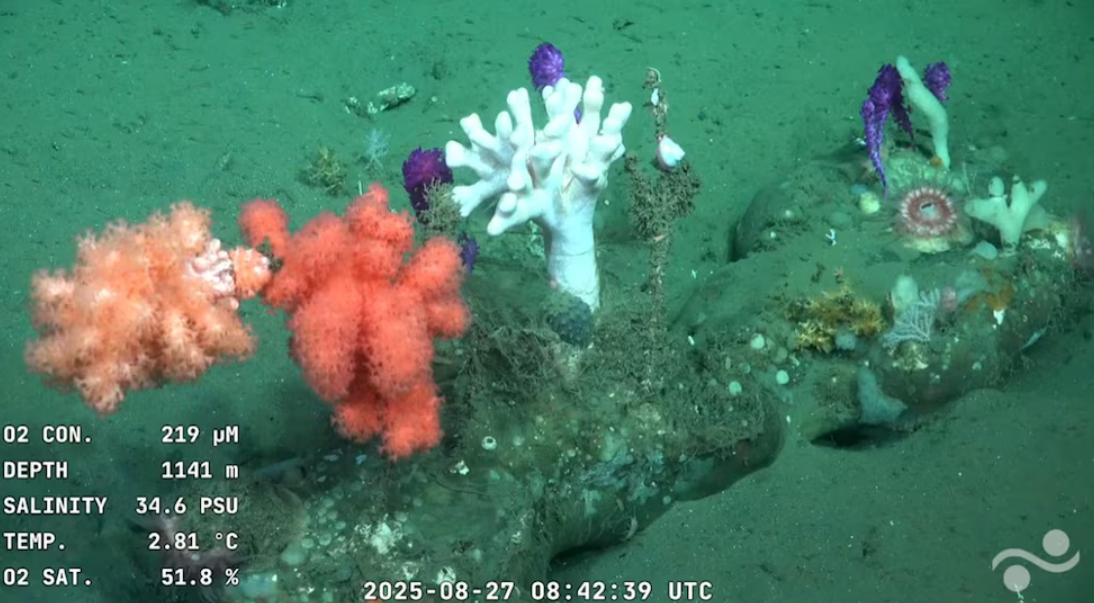 Un pulpo con verrugas fascinó a científicos en la expedición al fondo marino de Uruguay