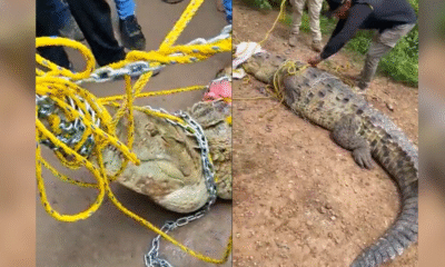 Captan en VIDEO a enorme cocodrilo deambulando en Unidad Deportiva de Yucatán