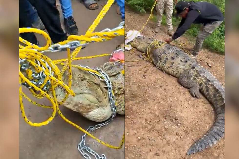 Captan en VIDEO a enorme cocodrilo deambulando en Unidad Deportiva de Yucatán