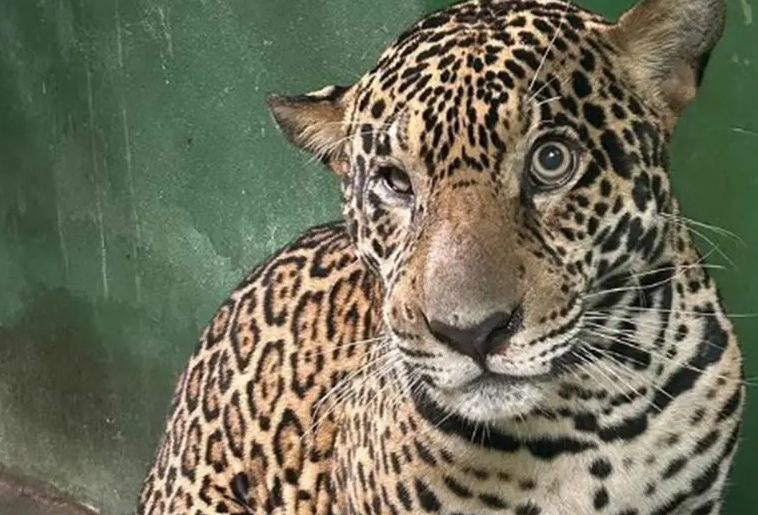 Jaguar herido con más de 30 disparos es salvado en el río Negro