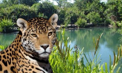 Profepa fortalece la protección del jaguar en Yucatán