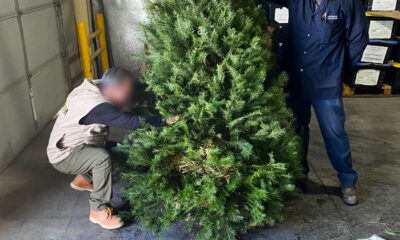 Profepa revisa casi 133 mil árboles de Navidad