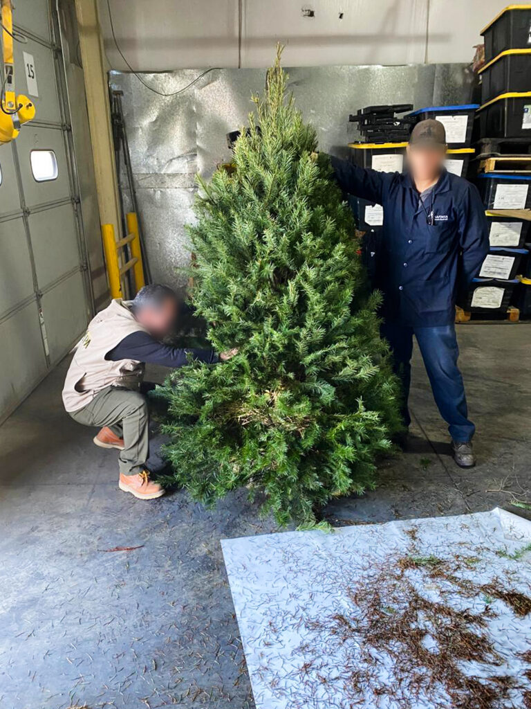 Profepa revisa casi 133 mil árboles de Navidad