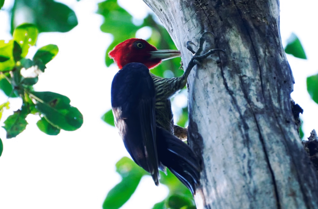 Científicos identificaron un sorprendente mecanismo de los pájaros carpinteros para perforar madera