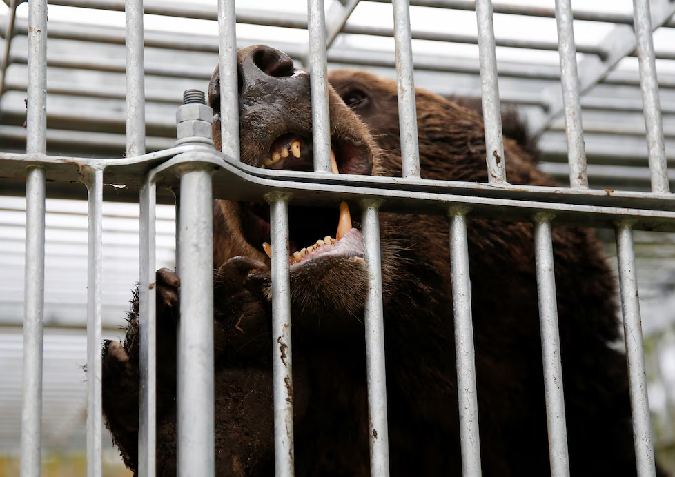Japón despliega tropas en Akita ante ola de ataques de osos