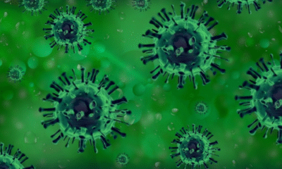 Primera muerte del mundo de un humano por gripe aviar H5N5 se registra en Estados Unidos