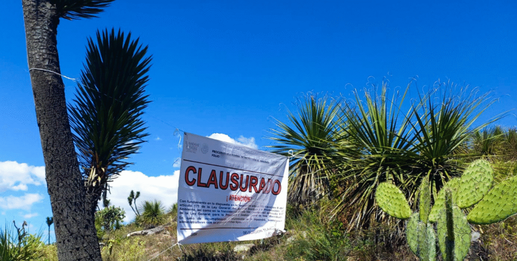 Profepa asegura 4 ton de productos forestales y clausura predio en Huamantla por aprovechamiento ilegal