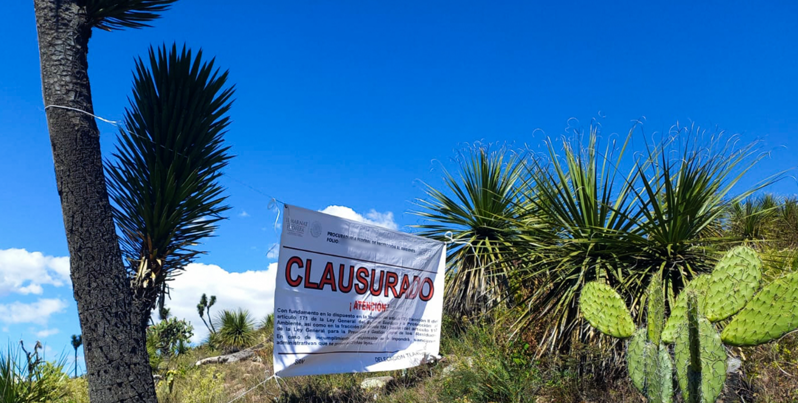 Profepa asegura 4 ton de productos forestales y clausura predio en Huamantla por aprovechamiento ilegal