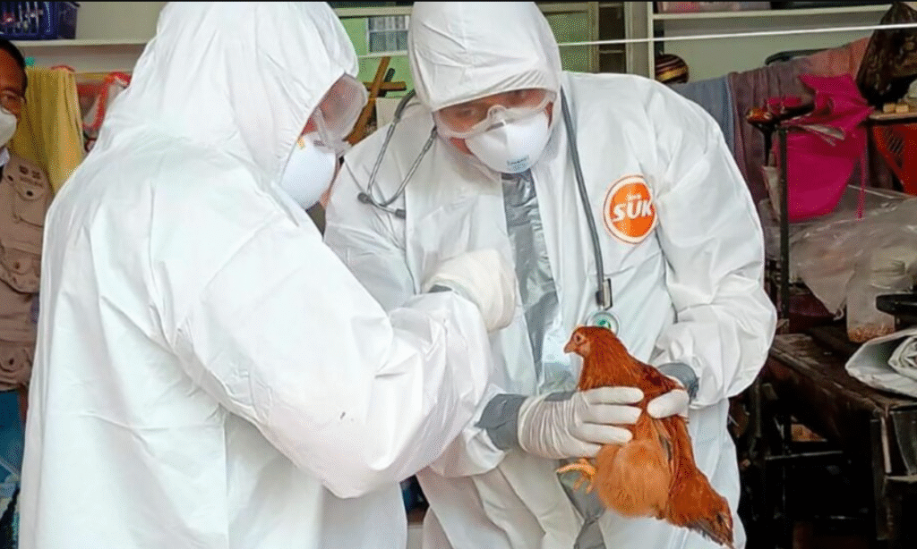 Vigilan posible miasis por GBG en animales silvestres