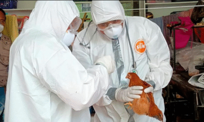 Vigilan posible miasis por GBG en animales silvestres