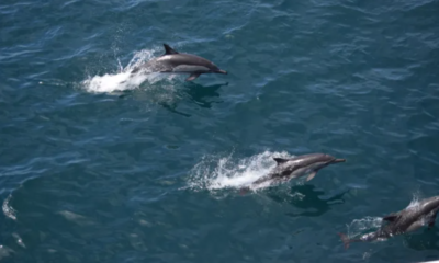 México consolida su liderazgo oceánico con el lanzamiento del Plan Oceánico Sostenible