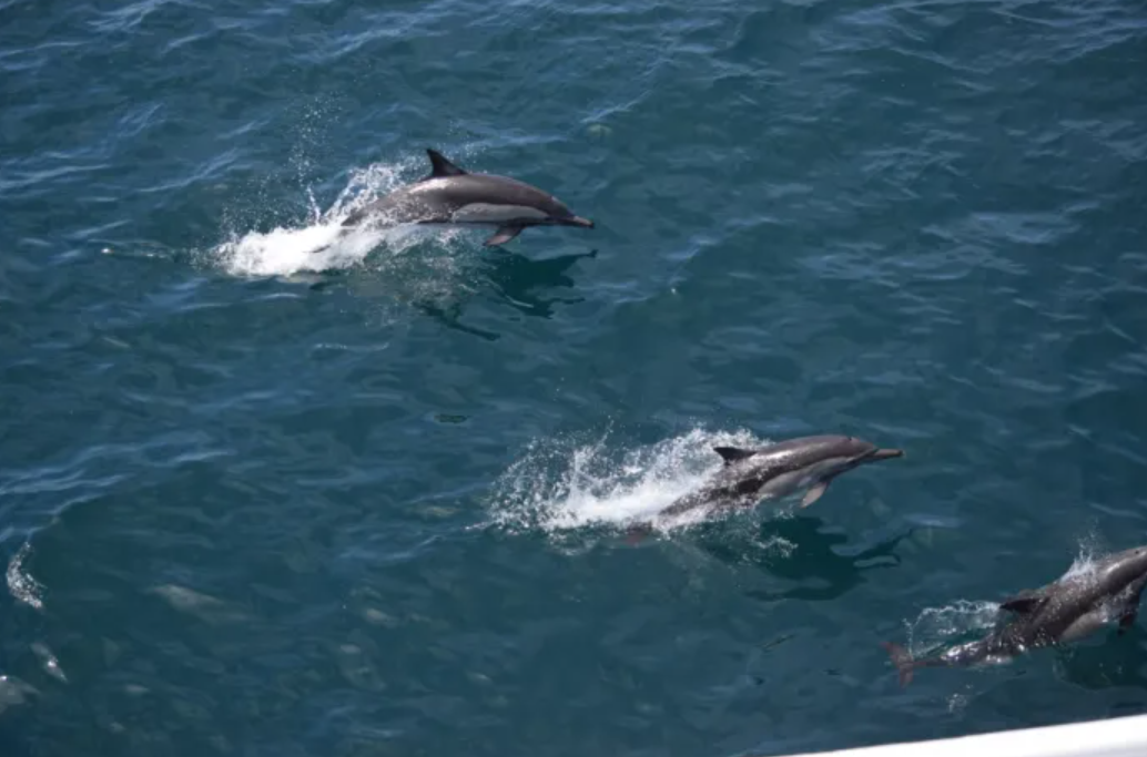 México consolida su liderazgo oceánico con el lanzamiento del Plan Oceánico Sostenible