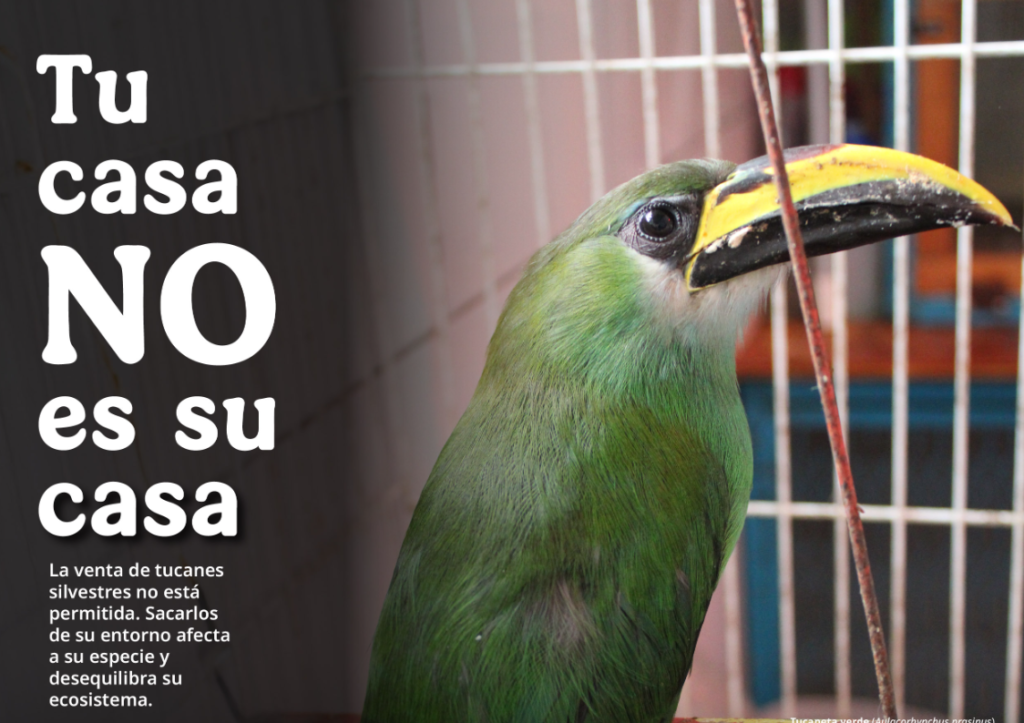 Profepa te invita a no comprar o regalar fauna silvestre