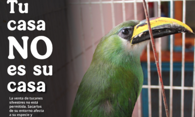 Profepa te invita a no comprar o regalar fauna silvestre