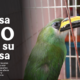 Profepa te invita a no comprar o regalar fauna silvestre